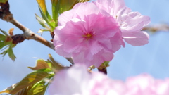 まだ低木だが里ザクラの紅豊