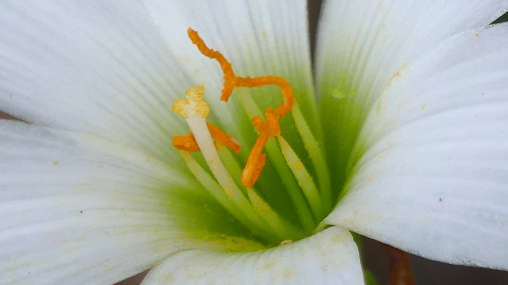 玉すだれの蕊