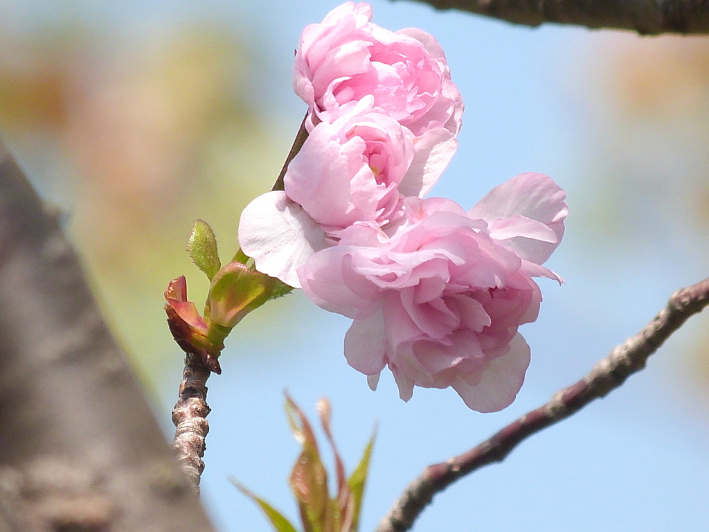 千住桜木公園の泰山府君桜（タイザンフクン）