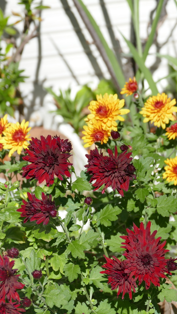 陽当たりのがーべら