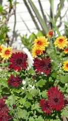 陽当たりのがーべら