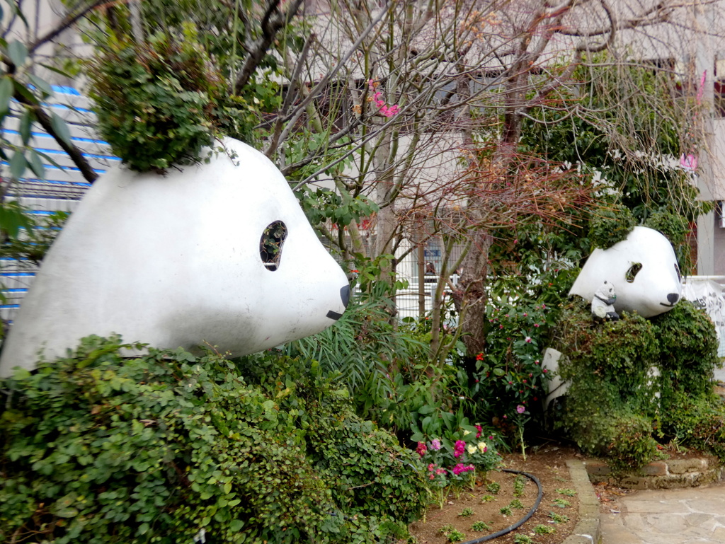 上野のオオカンザクラ向かいのパンダのテラス