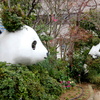 上野のオオカンザクラ向かいのパンダのテラス
