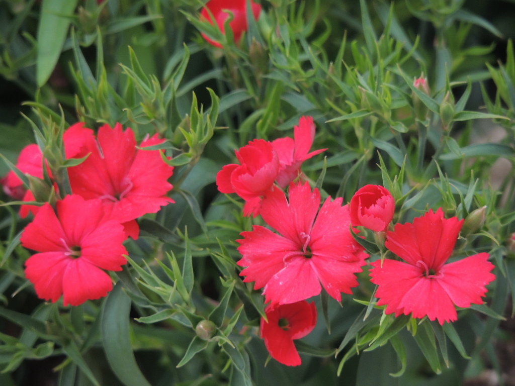 マンションのテラスの花壇の赤いダイアンサスナデシコ