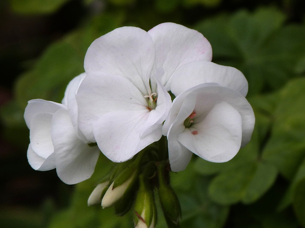 真白いゼラニウム