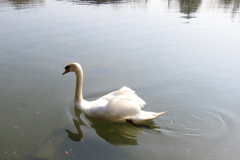 風がなくポカポカ陽気の荒川自然公園の人工池
