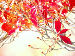 隅田川沿いの大学土手の満天星つつじ