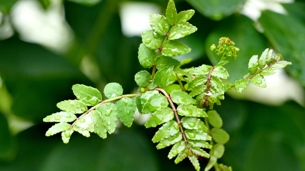 これから山椒みそに