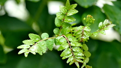 これから山椒みそに