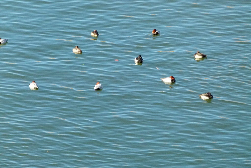 荒川のワンドの陽光を浴びる昼寝の野鳥の群れ