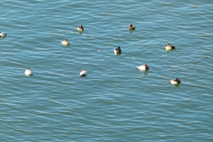 荒川のワンドの陽光を浴びる昼寝の野鳥の群れ