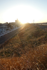 荒川土手から土手下中通りの夕日