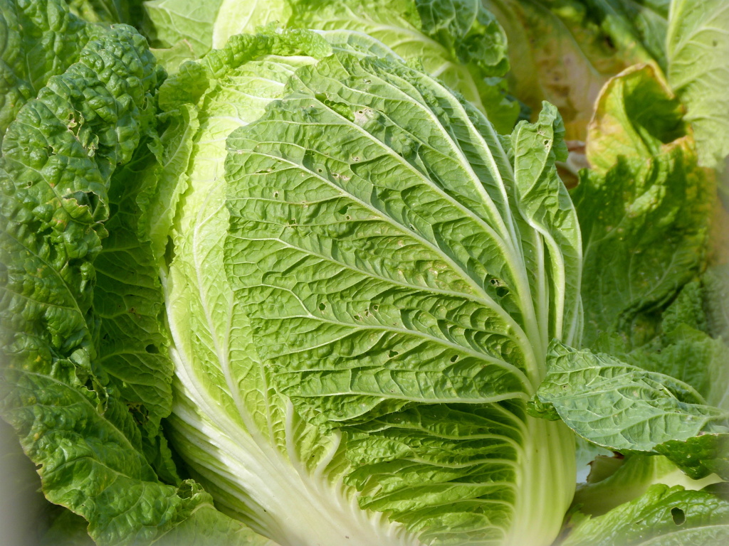 川口安行街道沿いの畑の白菜