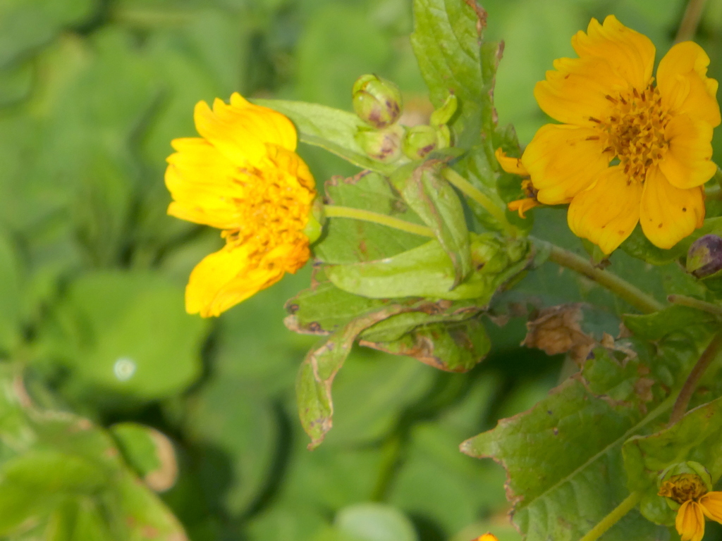 土手に逃げた園芸品種、サンビタリア属参考に