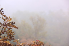 千畳敷カールの層雲とウラジロナナカマド