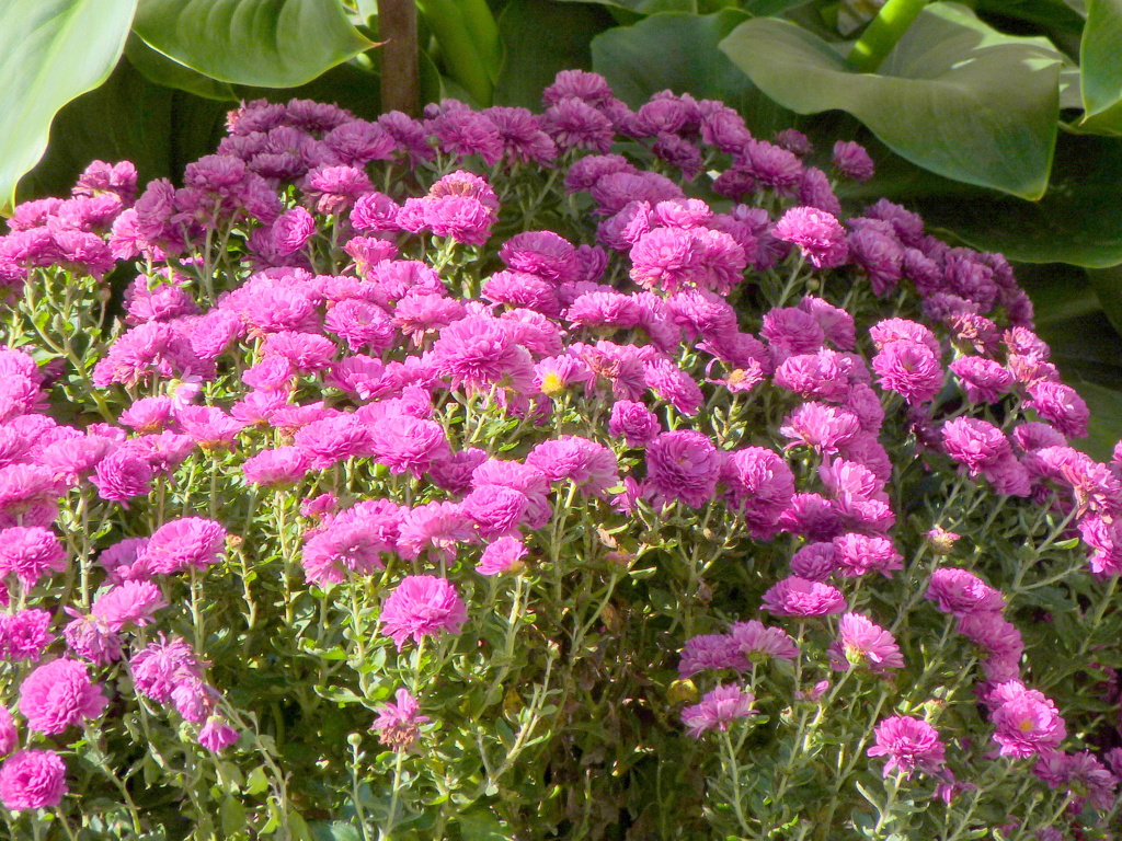 ハマカンザシ（アルメニア）