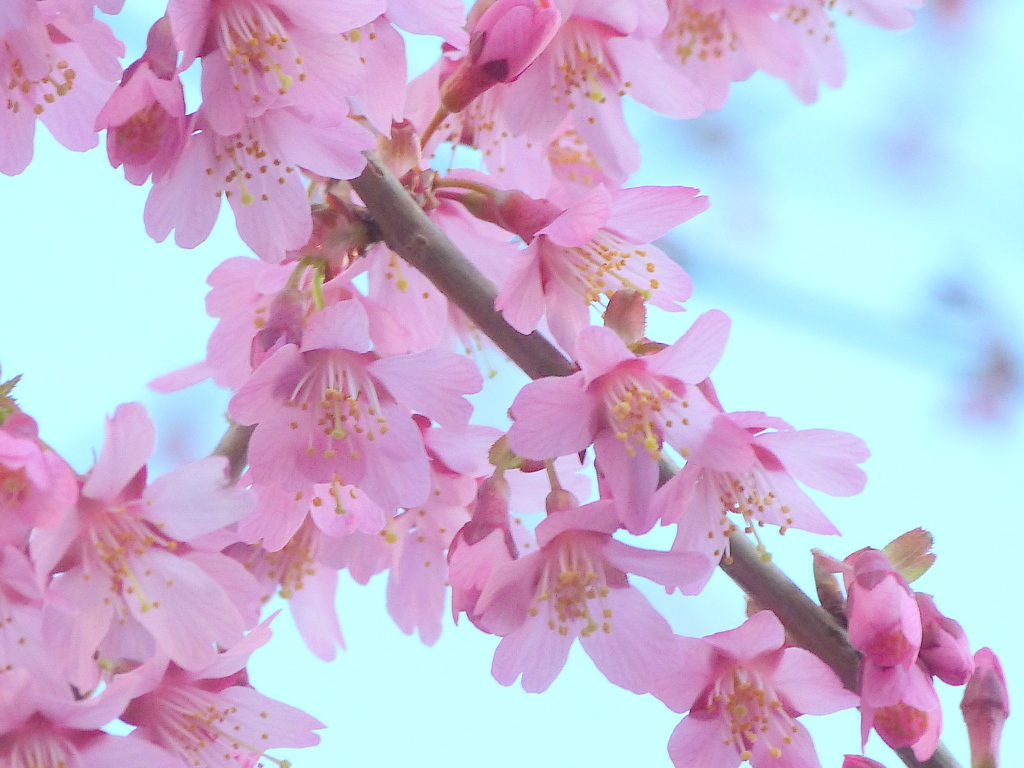 小さい花の真っ赤なおかめ桜