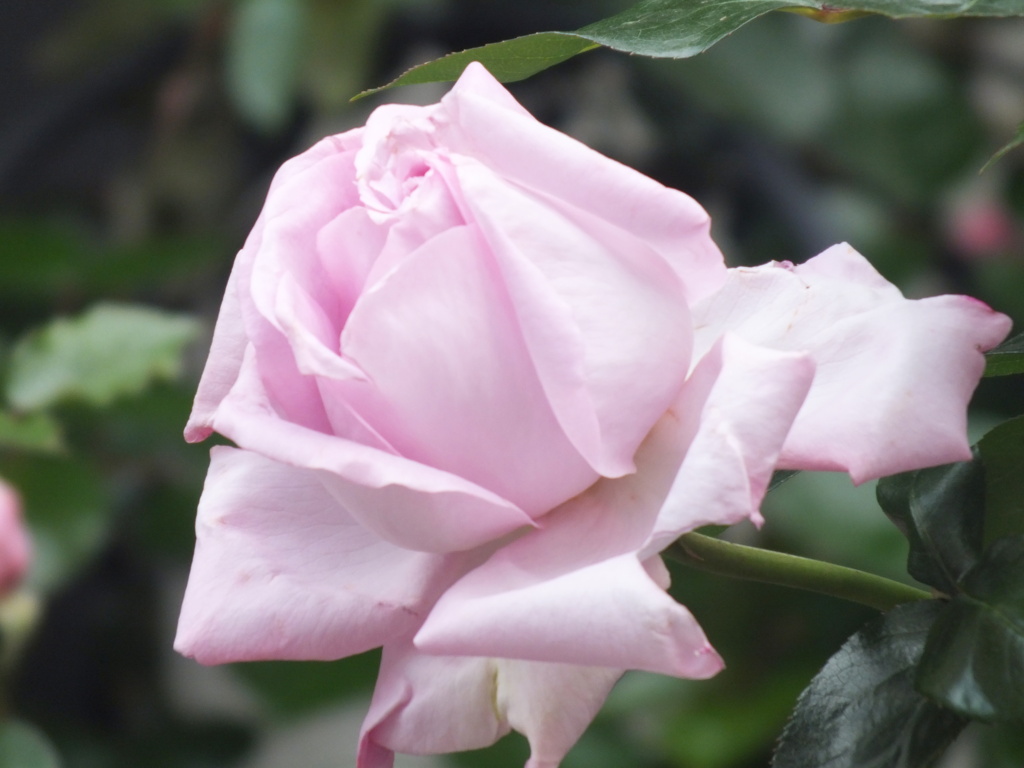 紫ピンクの薔薇