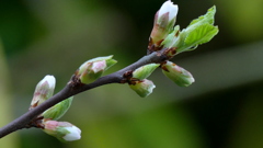 ゆすら梅の蕾
