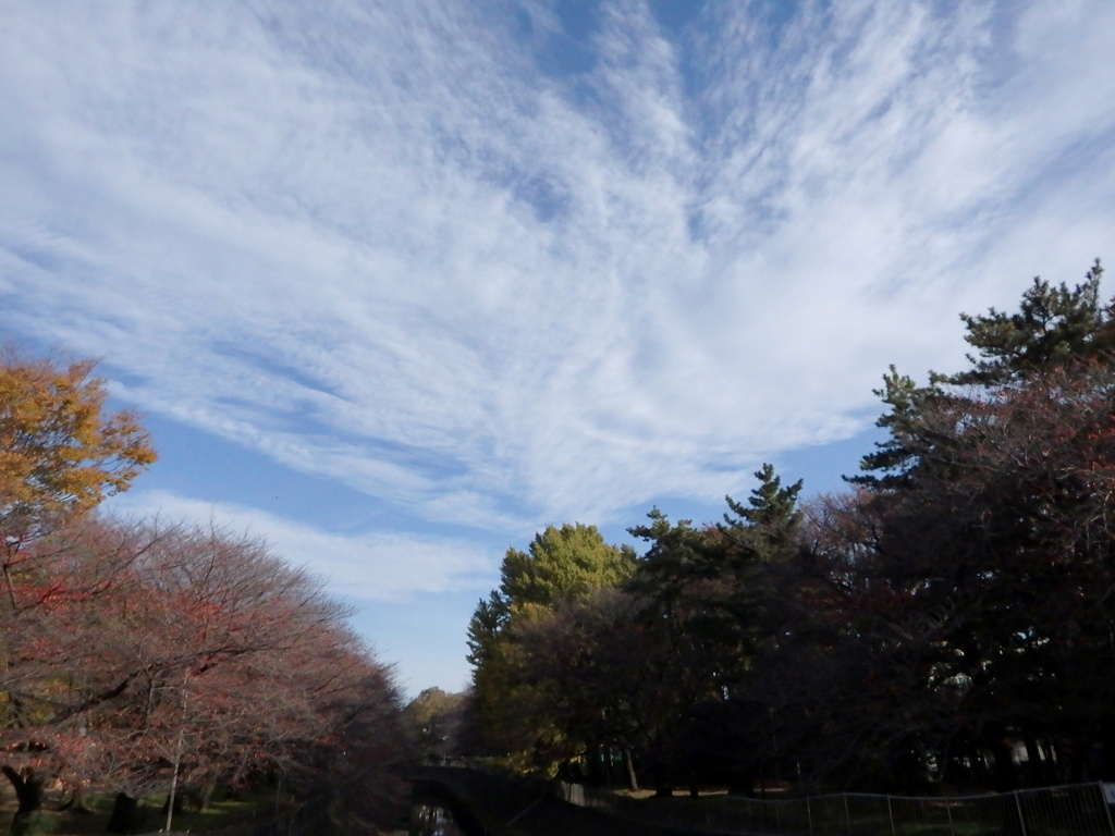 公園の森から