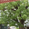 大宰府天満宮の大楠