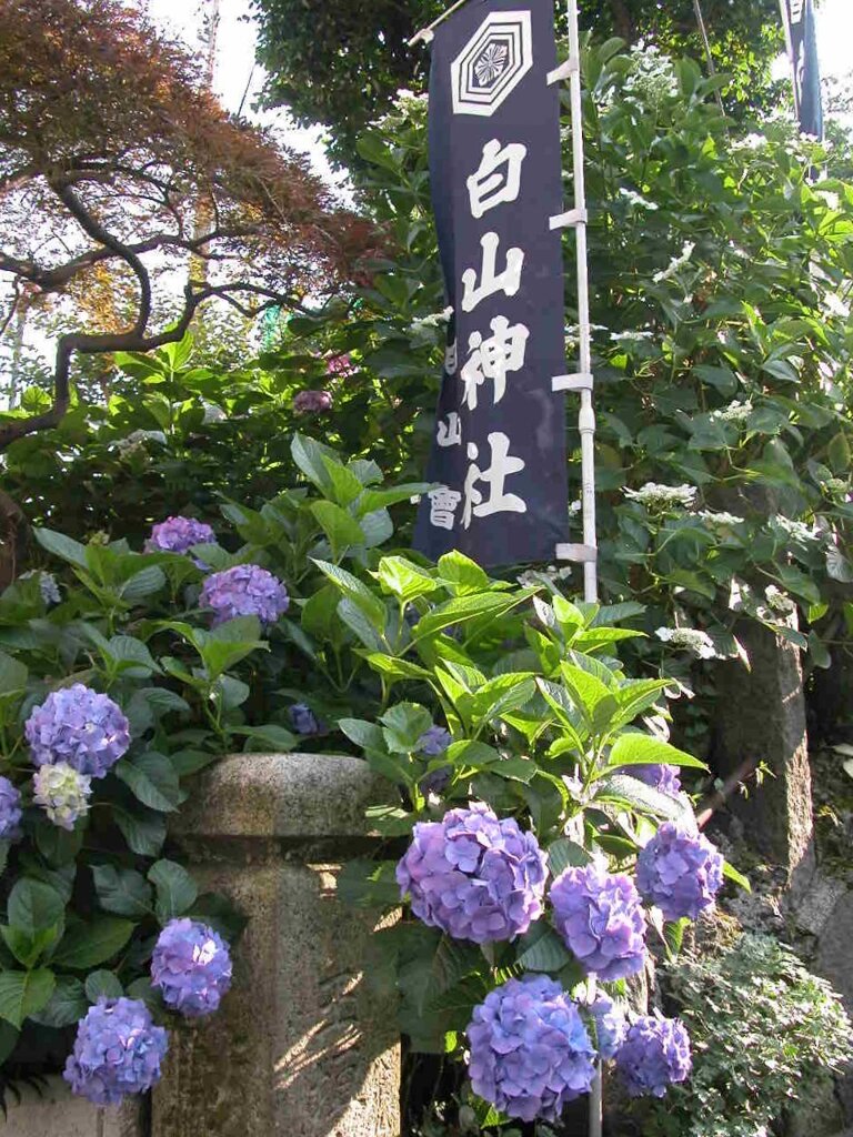 白山神社の紫陽花