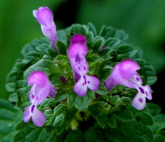 秋でも冬でも咲きのほっとけのざ