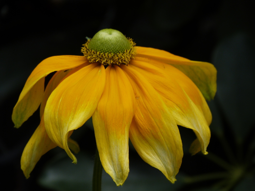 ルドベキア プレーリーサン By Nebuko Id 写真共有サイト Photohito