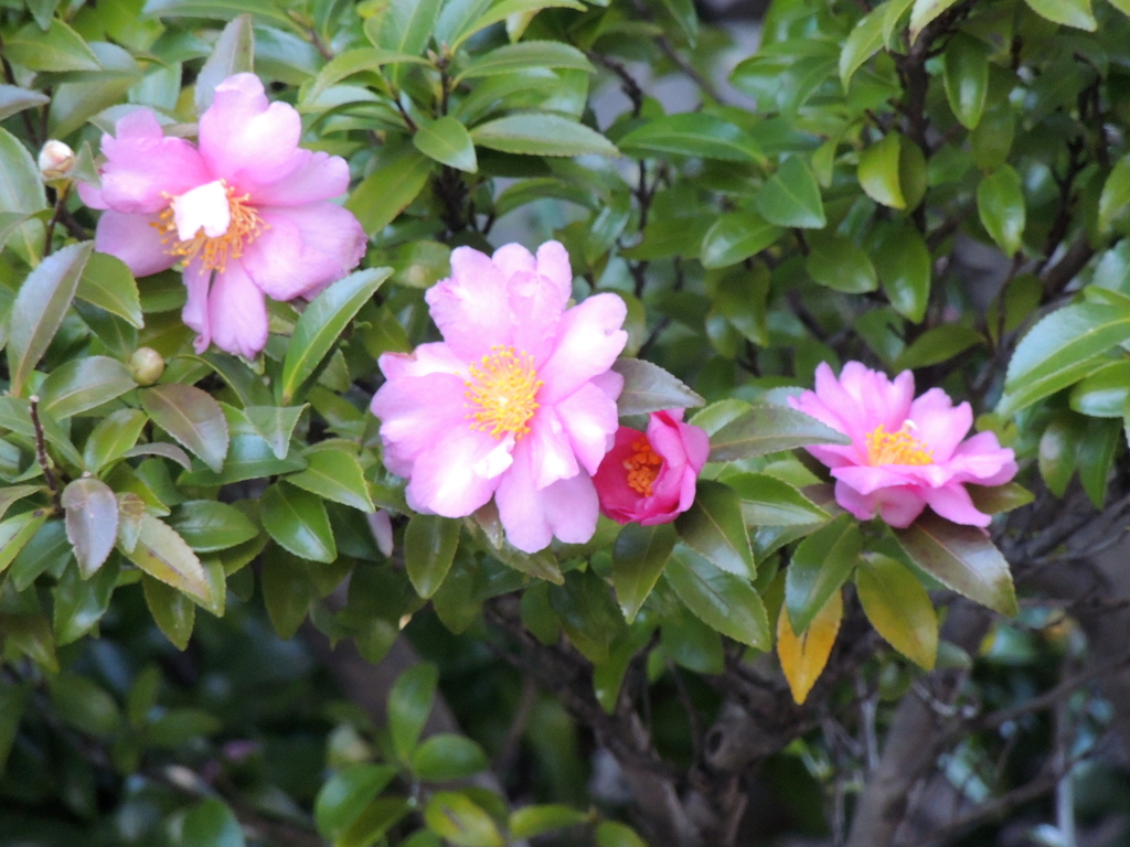 千住の間口の広いマンションのピンクの山茶花