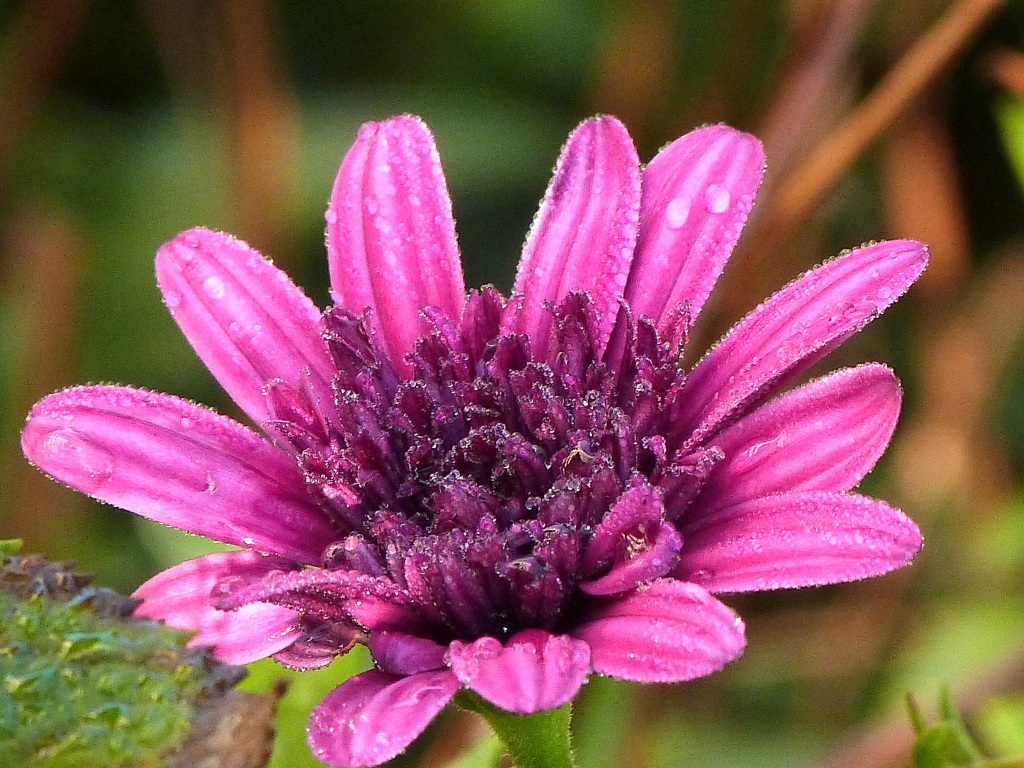 オステオスペルマム