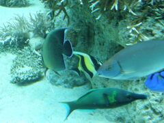 熱帯魚ユウゼン,ツノダシなど３