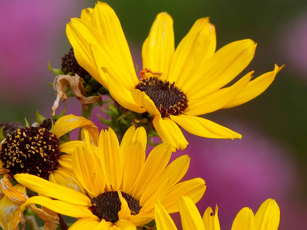 冬のルドベキア