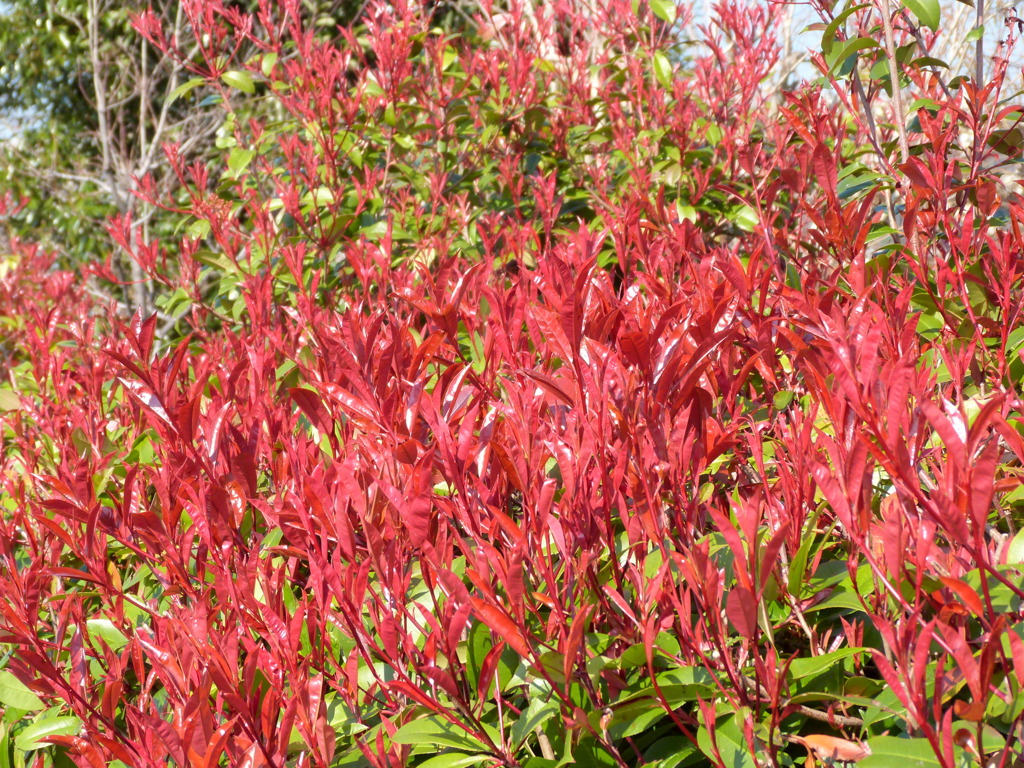 隅田川沿い桜木公園のレッドロビン