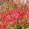 隅田川沿い桜木公園のレッドロビン
