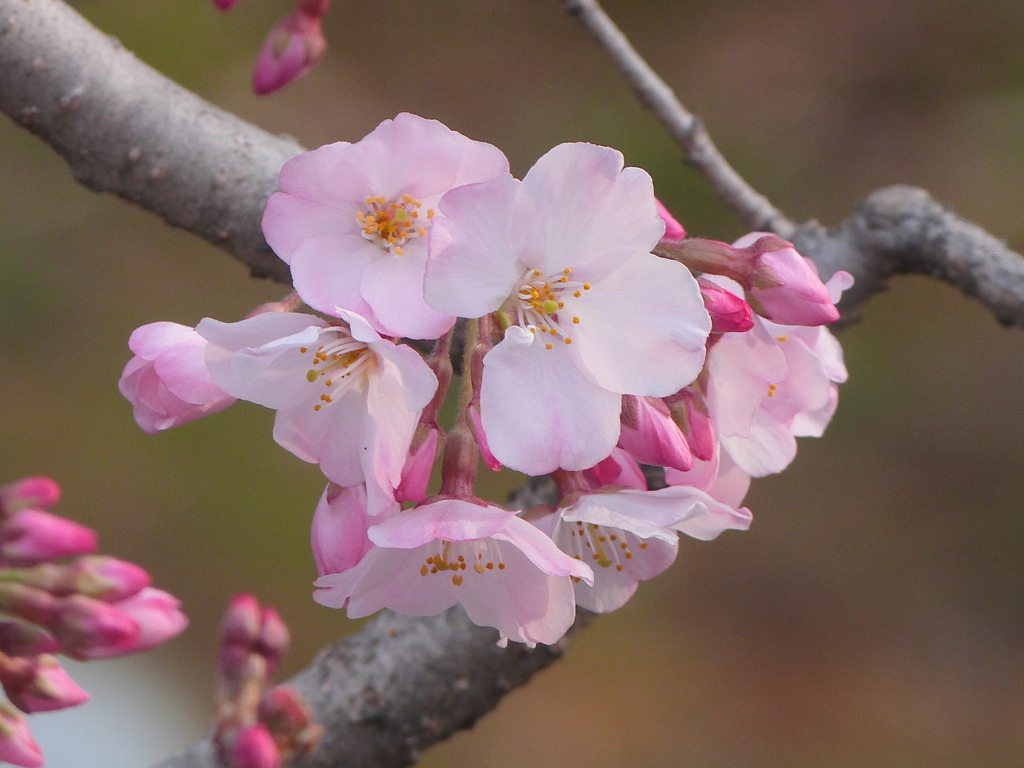 国立劇場のコマツ乙女桜