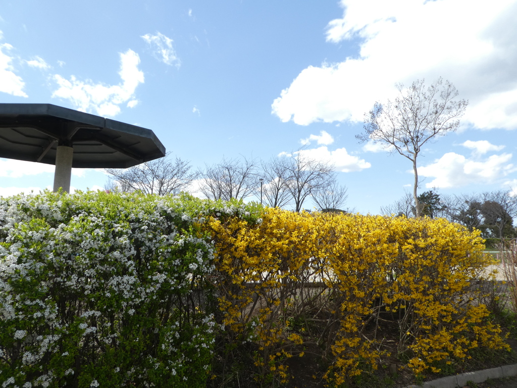 隅田川沿いのレンギョウの垣根越しのテラスからの空