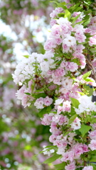 里ザクラの天の川晩期