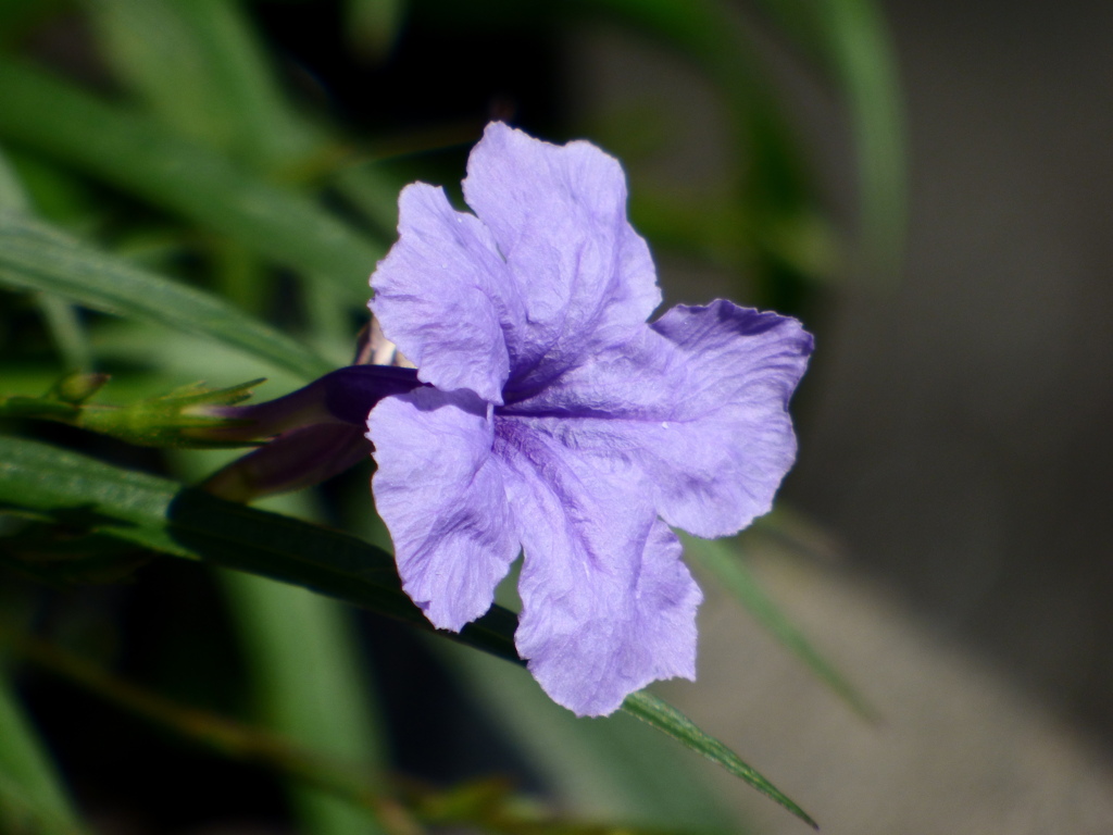 ルエリア（ヤナギバルイラソウ）