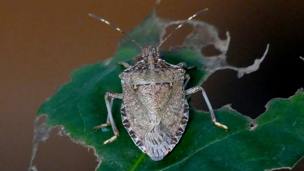 くさぎかめむしがいた