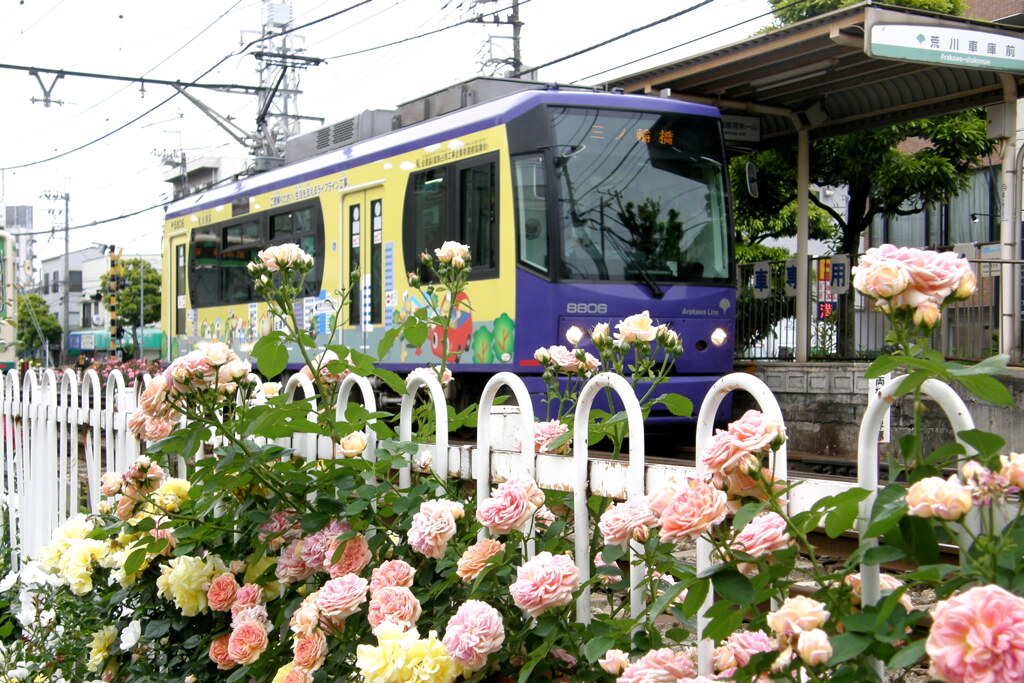 都電荒川線と薔薇のいろいろ５