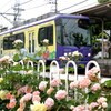 都電荒川線と薔薇のいろいろ５