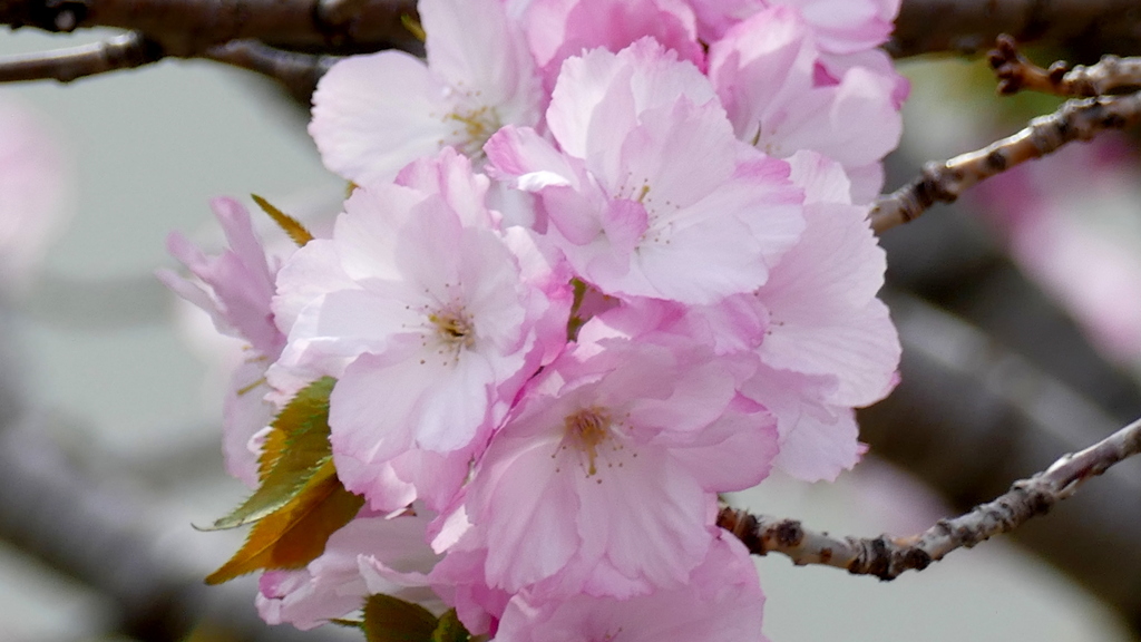 隅田川汐入公園の里ザクラ八重紫