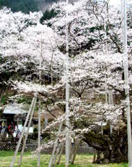 薄墨ザクラと、お不動さん