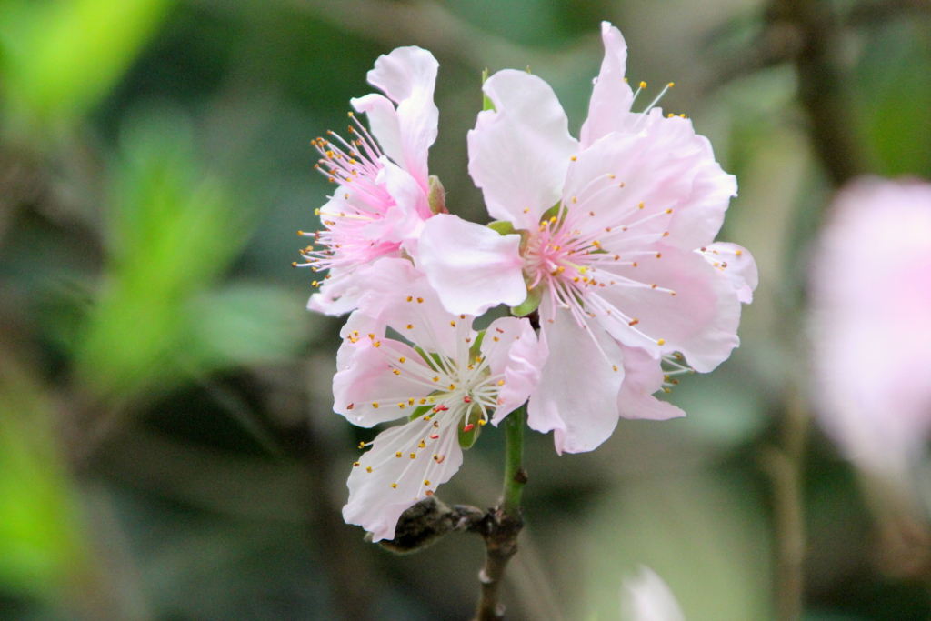 桃の花3輪