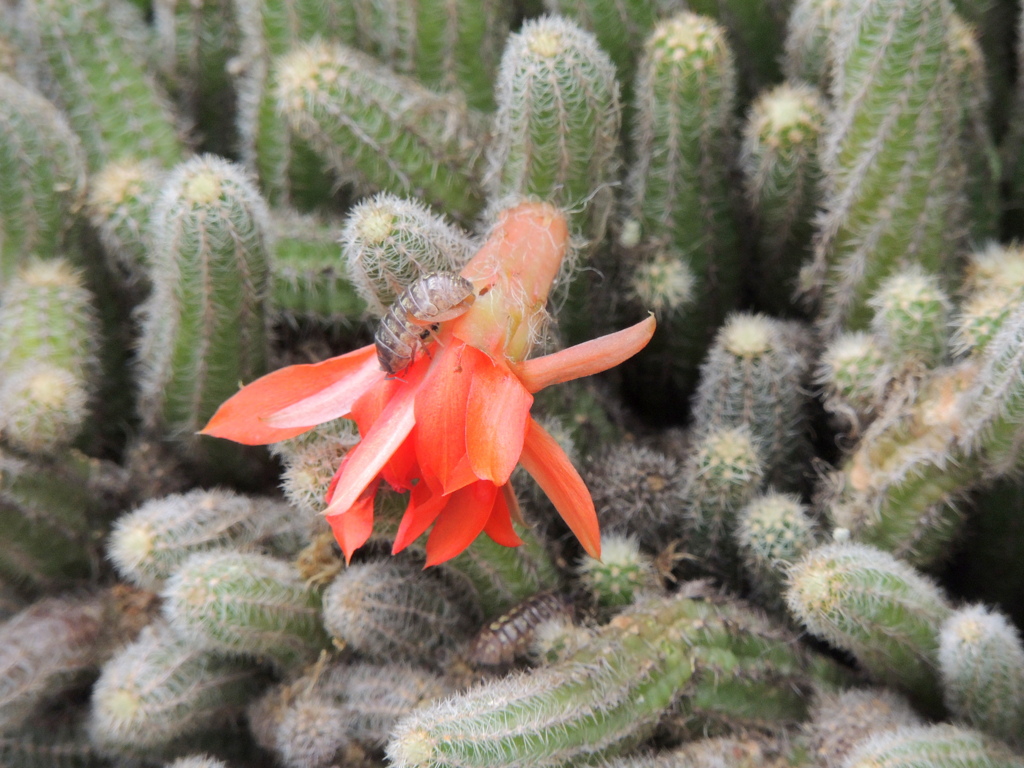 ヒモサボテンの花に