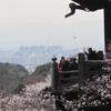 清水の舞台野桜と遠くに京都タワーがこっちに向かってレンズを向ける人も