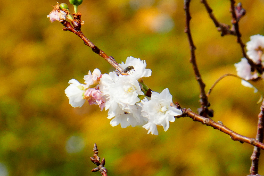 千住神社の十月桜