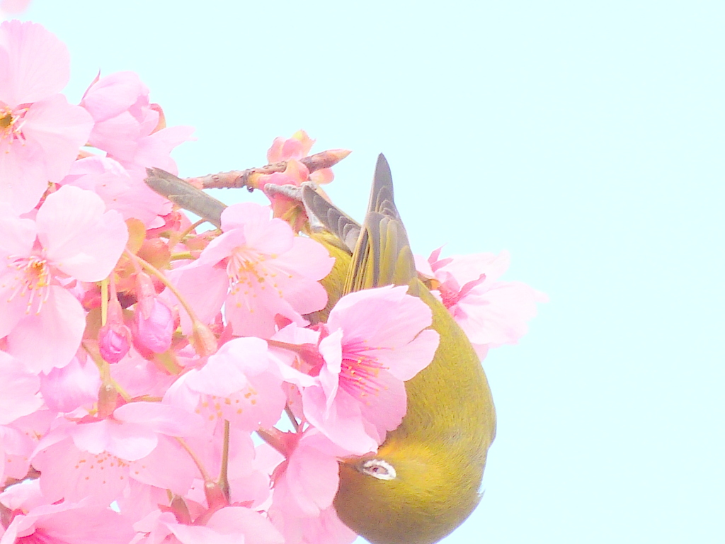 上野の陽光桜にメジロ