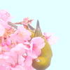 上野の陽光桜にメジロ