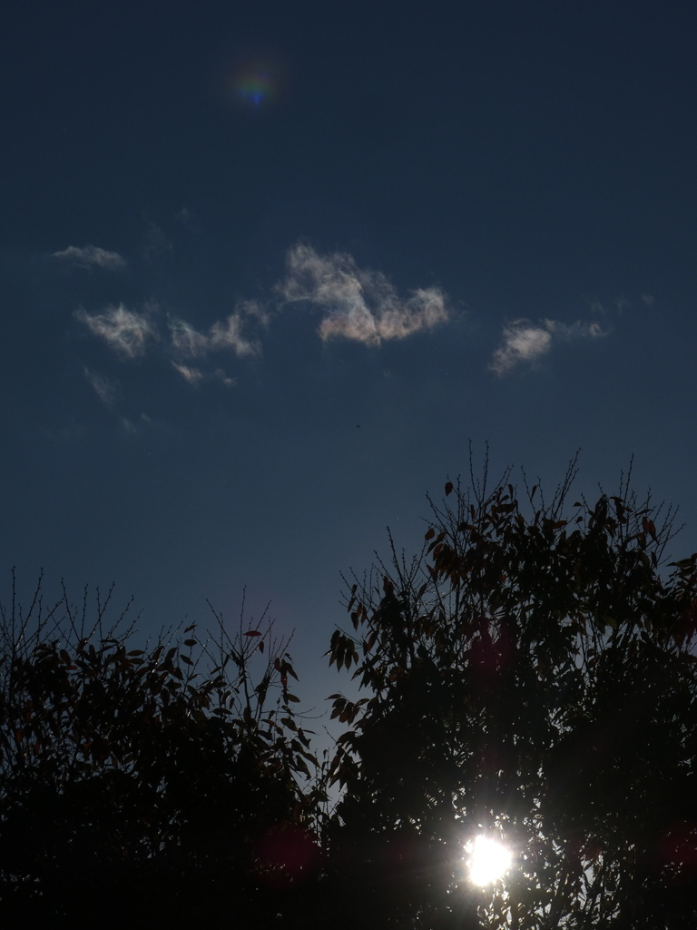 樹上の小彩雲